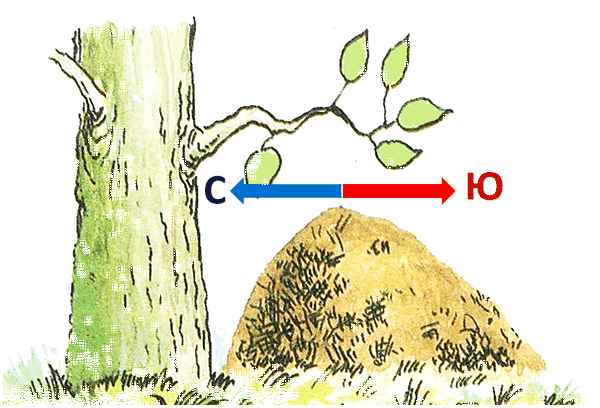 Муравейник юг или север. Ориентирование по мху и муравейнику