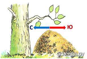 Муравейник юг или север. Ориентирование по мху и муравейнику