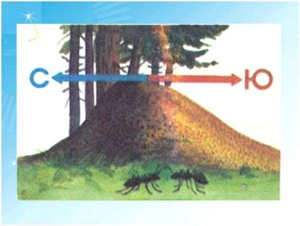 Ориентирование по муравейнику кратко. Как ориентироваться по муравейнику?
