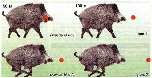 Выстрел в кабана. чем стрелять в кабана?