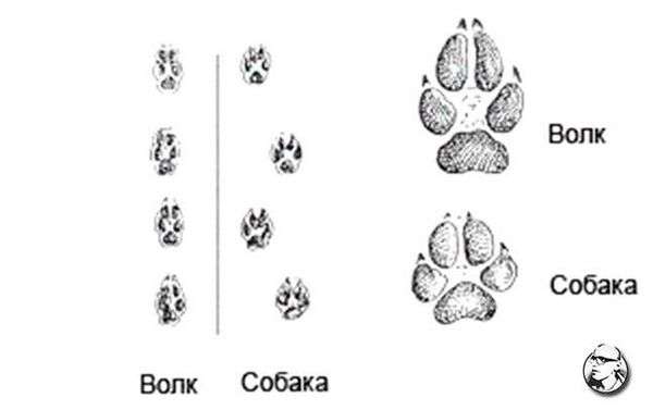 Отличия волчьих следов от собачьих. Характеристика следов животных: собаки, росомахи и ласки