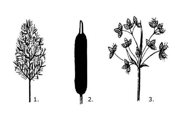 Как на самом деле выглядит камыш. камыш: что за растение?