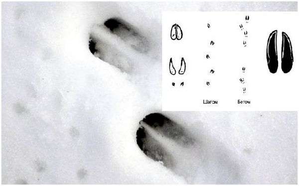 Следы косули на земле. Охотничье следопытство: секреты и тонкости