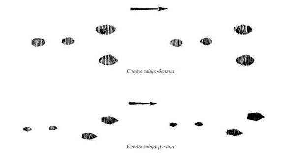 Заяц русак следы. учимся распутывать следы зайца на снегу или охота троплением