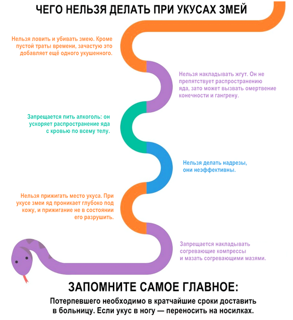 Гадюка опасен для человека. Как оказать первую помощь при укусе гадюки