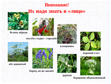 Ядовитые растения пермского края. презентация  ядовитые растения урала