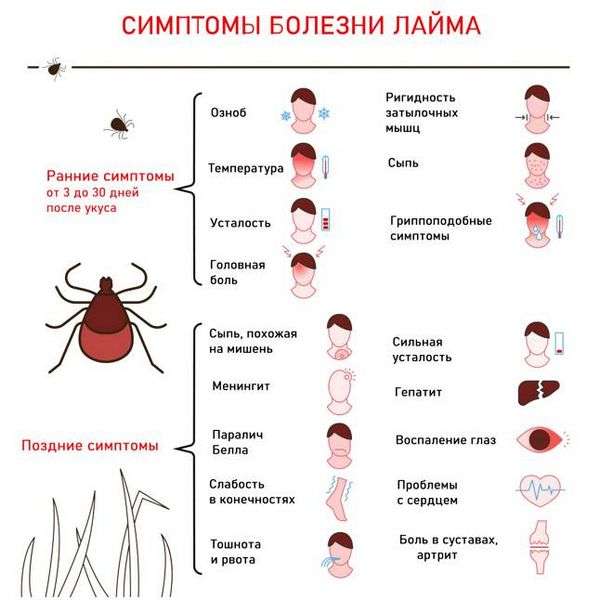 Как доставить клеща. как вытащить клеща правильно