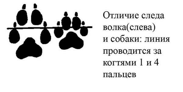 Как отличить волчьи следы от собачьих. Следы волка: как отличить и что нужно знать