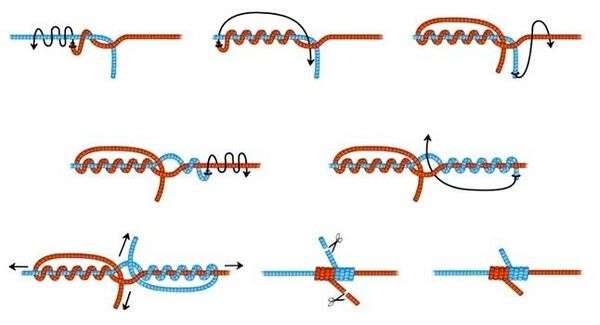 Как правильно сделать узел на леске. Лучшие рыболовные узлы