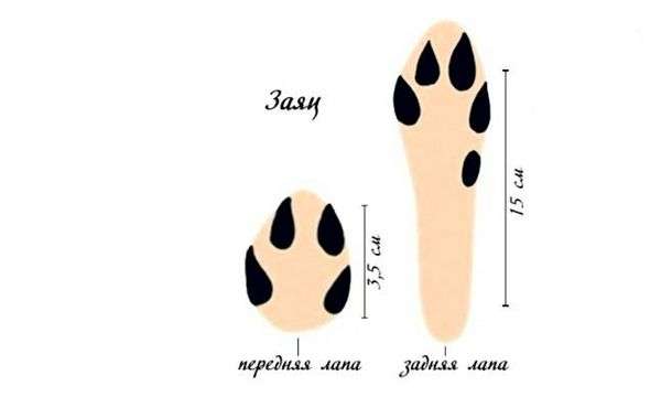 След барсука на снегу фото. Следы животных на снегу и их основные признаки