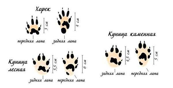 Заячьи следы картинки. Следы животных с подписями