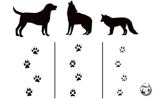 Чем отличается след волка от следа собаки. след собаки и волка: отличия отпечатков