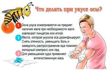 Что если укусила оса что делать. Что делать, если укусила оса? Первая помощь при укусе