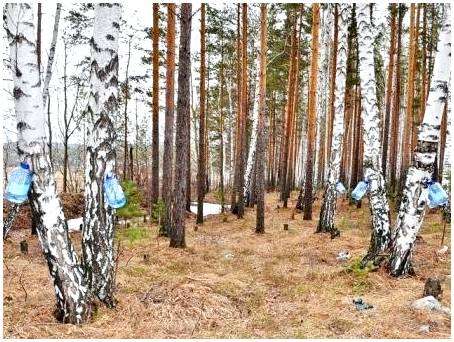 Добыча березового сока способы. Способы сбора берёзового сока.