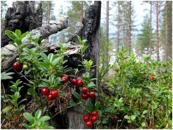 Лесная ягода это. Лесные ягоды, название и фото, съедобные и ядовитые растения