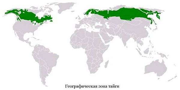 Растения тайги названия растений. растения тайги россии: фото с названиями