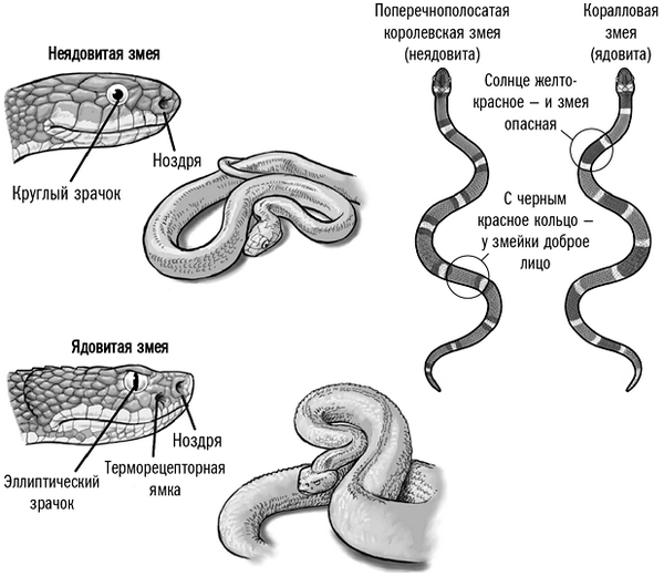 Укус ядовитой змеи и не ядовитой. укус змеи: симптомы, основные осложнения, первая помощь