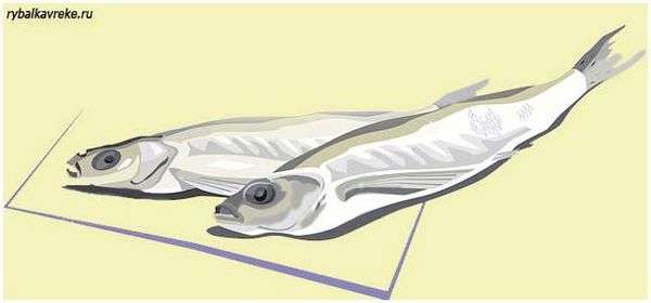 Как накрыть рыбу марлей. Как правильно сушить-вялить рыбу.