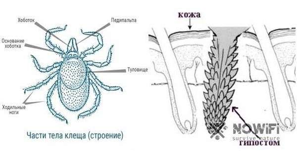 Как правильно вытащить клещей. Как снимать клеща с человека: способы и особенности удаления