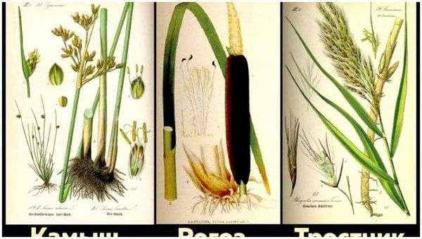 Катмыш. Камыш, рогоз, тростник. В чём отличия? Разбираемся