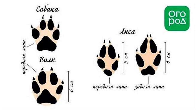 Картинки следы зайца Следы животных и птиц на снегу - схемы с названиями