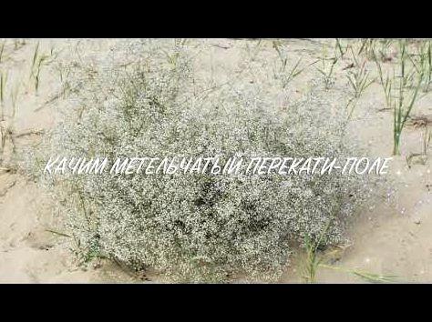 Лекарственное растение - Качим метельчатый