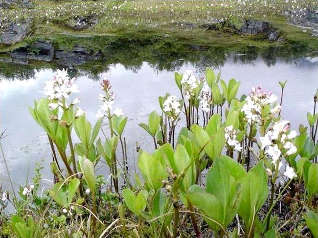 Лекарственное растение - Касатик водяной Лекарственное растение - Касатик водяной