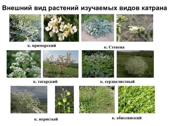 Лекарственное растение - Катран Стевена