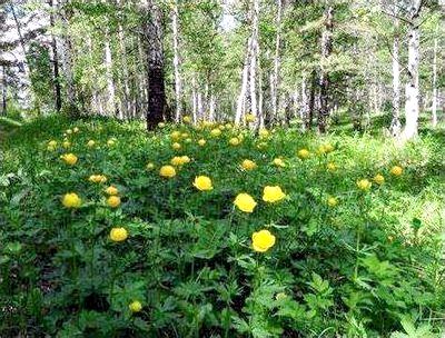 Лекарственное растение - Купальница европейская (обыкновенная)