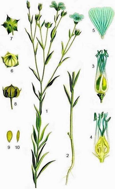 Лекарственное растение - Лён слабительный