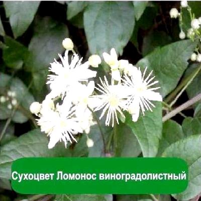 Лекарственное растение - Ломонос виноградолистный