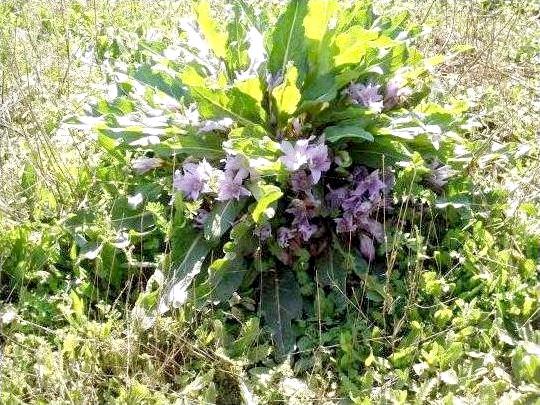 Лекарственное растение - Мандрагора лекарственная