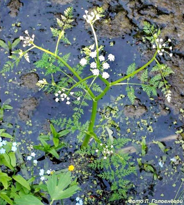 Лекарственное растение - Омежник водный (водяной)