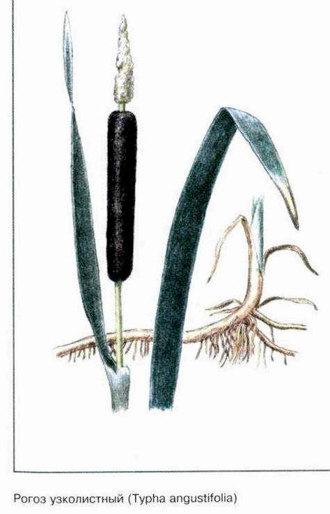 Лекарственное растение - Рогоз узколистный