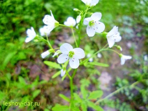 Лекарственное растение - Сердечник горький