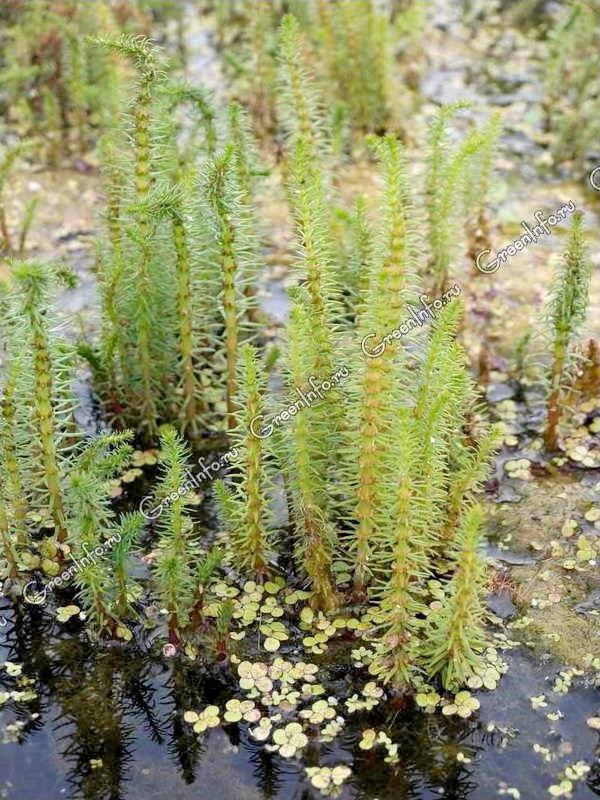 Лекарственное растение - Сосенка водяная