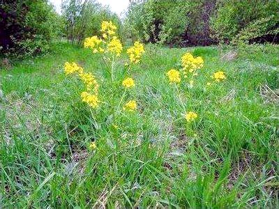 Лекарственное растение - Сурепка обыкновенная